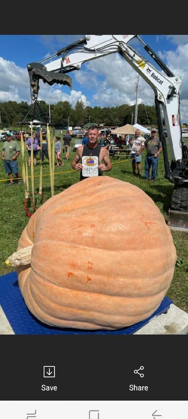 2 Seeds Giant Golias Pumpkin World's Largest Win Competions ! 
